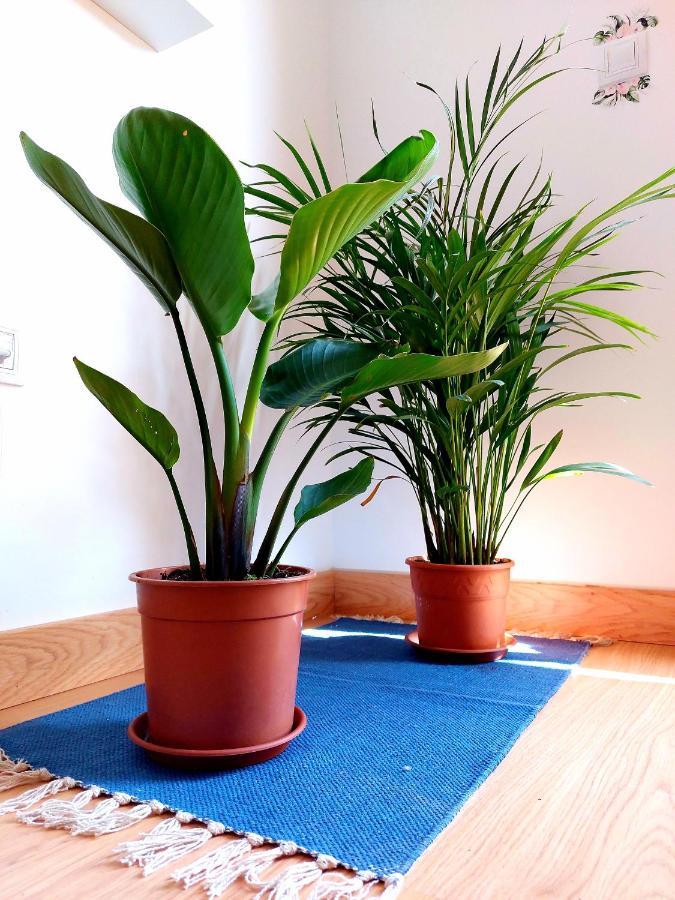 Casa Ledu - Sunny Holiday In Fuerteventura كوراليهو المظهر الخارجي الصورة